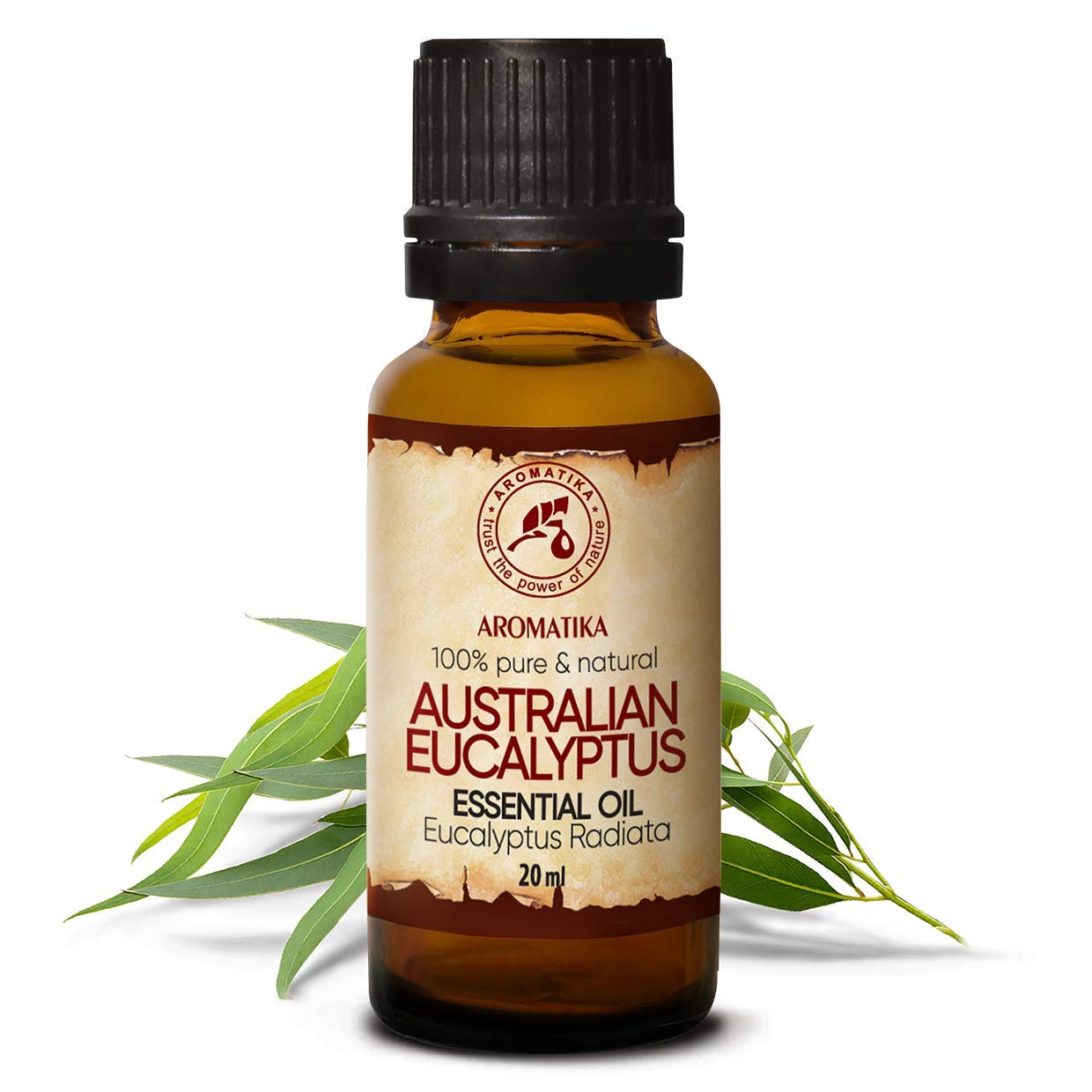 aromatika-australisches-eukalyptus-l-20ml-eukalyptus-radiata image 2