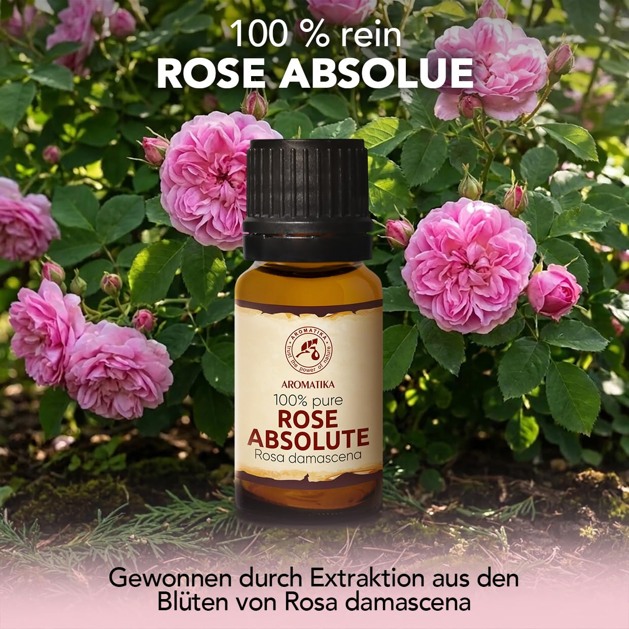 aromatika-rose-absolue-10-ml-rosenduft-l-rosa-damascena-f-r-diffusor image 2