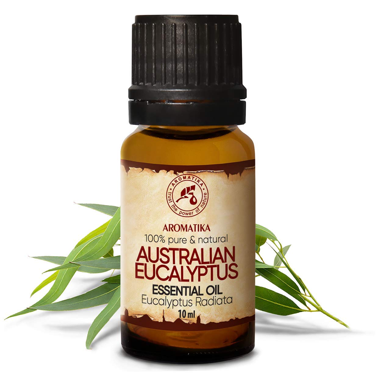 aromatika-australisches-eukalyptus-l-eukalyptus-radiata-reines-therisches-l-10-m image 2