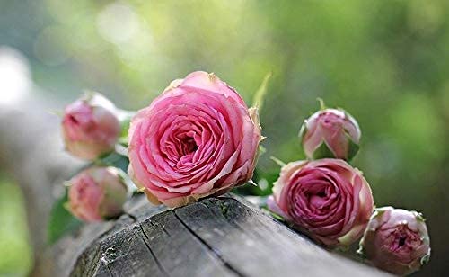 dufte-momente-whirlpoolduft-rose-500ml-im-steinzeugkrug image 4