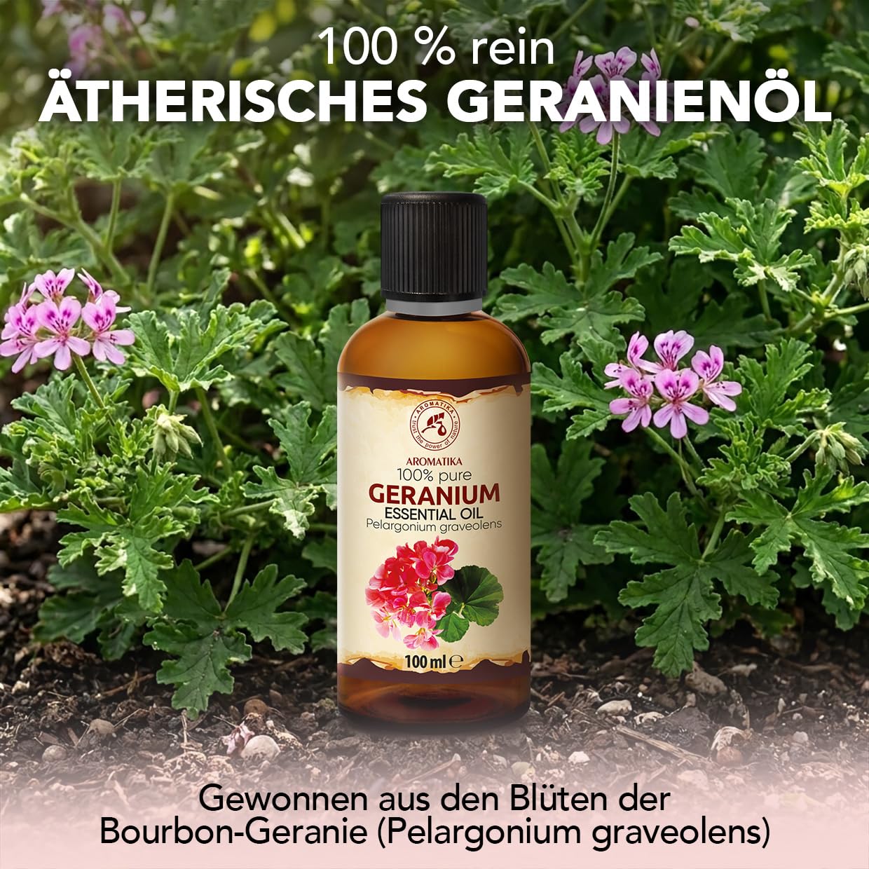 aromatika-therisches-geranien-l-100ml-reines-bourbon-geranie-l-f-r-diffuser image 2