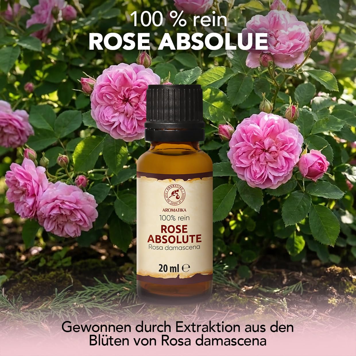 aromatika-rose-absolue-duft-l-20ml-rosa-damascena image 2
