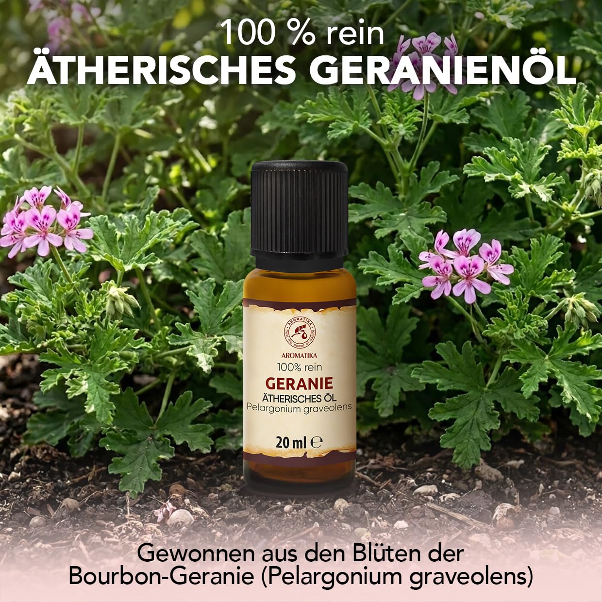 aromatika-geranium-therisches-l-20ml-pelargonium-graveolens-rosengeranie image 2
