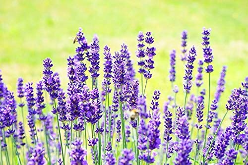 dufte-momente-whirlpool-duft-lavendel-1000ml-schaumfrei-mit-therischen-len image 6