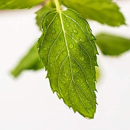 dufte-momente-saunaaufguss-englische-pfefferminze-500ml-steinzeugkrug-mit-korkm- image 4
